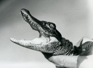Een jonge Alligator vastgehouden rond de nek door zijn verzorger, London Zoo, augustus 1928 (zwart-wit foto)