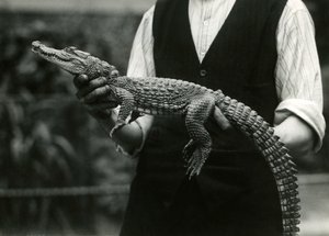 Een jonge Amerikaanse alligator vastgehouden door zijn verzorger, London Zoo
