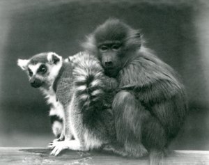 Een jonge baviaan knuffelt een ringstaartmaki op een balk, London Zoo, 1925 door Frederick William Bond