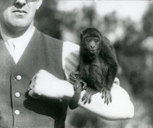 Een jonge zwarte brulapen zit op de arm van een man met zijn grijptail om zijn pols gewikkeld, London Zoo, 1923 door Frederick William Bond