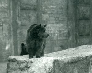 Een jonge bruine beer in de dierentuin van Londen, juni 1914 door Frederick William Bond
