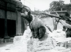 Een jonge bruine beer zittend op een rots op de voorgrond met een andere wandelend erachter, en een derde slapend op een tak, London Zoo, augustus 1913 door Frederick William Bond
