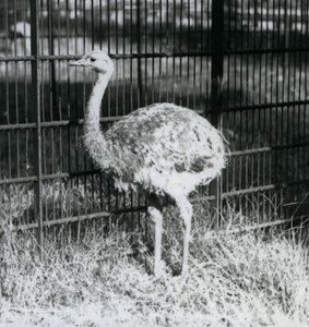 Een jonge Darwin