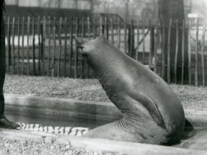 Een jonge zeeolifant die achteruit reikt, London Zoo door Frederick William Bond