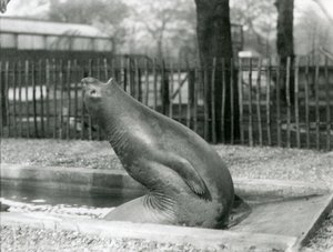 Een jonge zeeolifant die achteruit reikt, London Zoo door Frederick William Bond