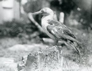 Een jonge Jan-van-gent staand op een boomstronk in London Zoo in 1929 (zwart-wit foto) door Frederick William Bond