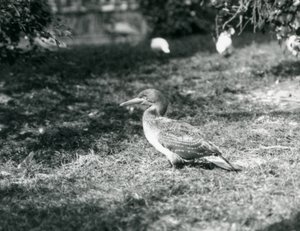 Een jonge Jan-van-gent staat op gras in de Londense Zoo in september 1927