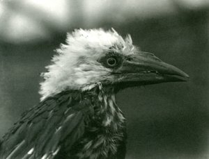 Een jonge Neushoornvogel in London Zoo door Frederick William Bond