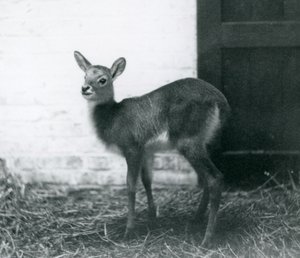 Een jonge Lechwe staand op hooi, London Zoo, januari 1926 door Frederick William Bond