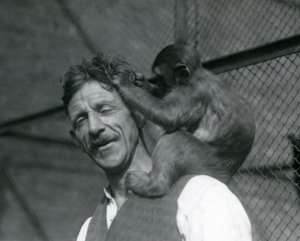 Een jonge aap verzorgt het haar van verzorger Flewin, London Zoo 1928 door Frederick William Bond