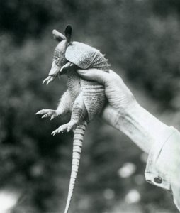 Een jonge negenbandgordeldier vastgehouden in de hand van een verzorger, London Zoo, augustus 1926