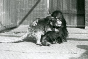Een jonge orang-oetan omhelst een boomkangoeroe in de London Zoo in 1927 door Frederick William Bond