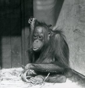 Een jonge Orang-oetan die in zijn verblijf zit in London Zoo, oktober 1925 door Frederick William Bond