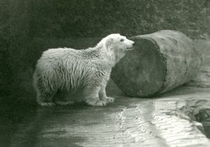 Een jonge ijsbeer in London Zoo in november 1924 door Frederick William Bond