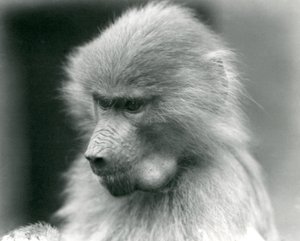 Een jonge Heilige Baviaan met volle wangzak, London Zoo, 1925 door Frederick William Bond