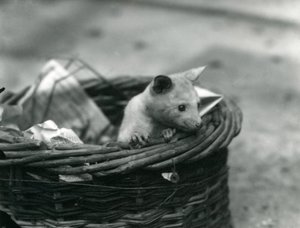 Een jonge albino opossum die uit een mand kijkt in de London Zoo, oktober 1920