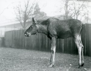 Een jonge stier eland, met wonden van recent afgeworpen gewei, staand in zijn paddock in London Zoo
