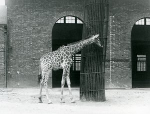 Een jonge vrouwelijke giraffe staand voor een boom, in de weide buiten het Giraffenhuis, London Zoo