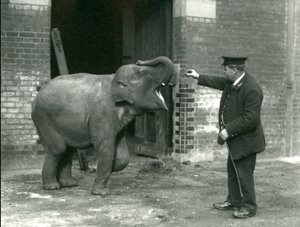 Een jonge vrouwelijke Indiase olifant met verzorger H. Robertson, London Zoo, 22 februari 1922