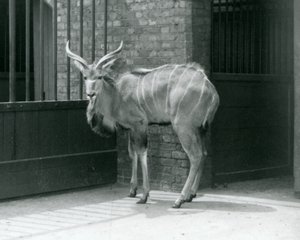 Een jonge mannelijke Grote Koedoe in zijn verblijf in London Zoo in 1929 (zwart-wit foto) door Frederick William Bond