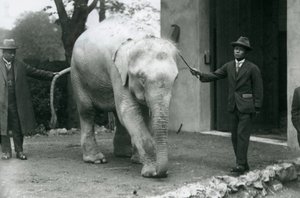 Albino Witte Birmese Olifant Pawah met begeleiders inclusief Dr. Saw Po Min, London Zoo, mei 1926