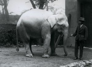 Albino Witte Olifant Pawah met Dr. Saw Po Min, London Zoo, mei 1926 door Frederick William Bond
