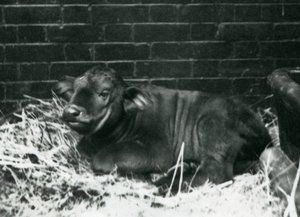 Een Afrikaanse Kaapse Buffel kalf, geboren in de menagerie op 8 februari 1927, liggend in stro, London Zoo, februari 1927