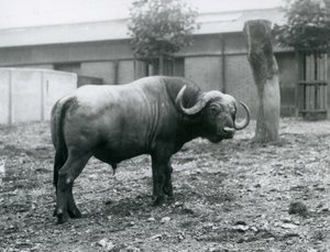 Een Afrikaanse buffel in zijn verblijf in de London Zoo, 1927 door Frederick William Bond
