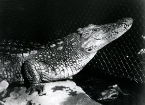 Een Amerikaanse alligator in de London Zoo in september 1924 door Frederick William Bond
