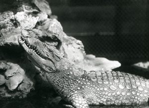 Een Amerikaanse Alligator rustend in een poel, kijkend naar de rotsen aan de rand van de poel, London Zoo door Frederick William Bond