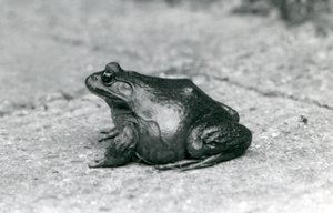 Een Amerikaanse Brulkikker, London Zoo, 1925 door Frederick William Bond