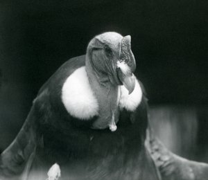 Een Andescondor in de London Zoo in 1926