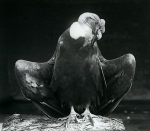 Een Andescondor rustend op een boomstam, London Zoo, 1925