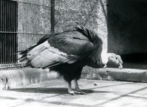 Een Andesgier op de vloer van zijn verblijf in de London Zoo in juli 1925