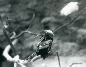 Een AnhingaAmerikaanse SlangenvogelWaterkalkoen zittend op een tak in London Zoo in september 1927