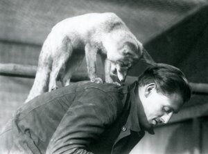 Een Arabische rode vos kijkt over de schouder van verzorger F. Shelley, terwijl hij op zijn rug staat, London Zoo, 1925 door Frederick William Bond