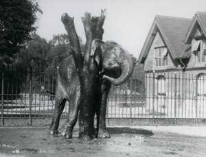 Een Aziatische Olifant die achter zijn oor krabt aan de krabpaal, in zijn omheining, London Zoo door Frederick William Bond
