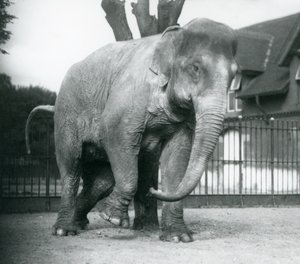 Een Aziatische olifant die zich krabt tegen een dode boom, London Zoo door Frederick William Bond