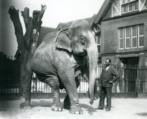 Een Aziatische Olifant die zichzelf krabt tegen een dode boom, terwijl hij op drie poten balanceert, met zijn trainer, Syed Ali, toekijkend, London Zoo