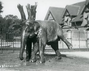 Een Aziatische olifant die zich krabt tegen een dode boom, terwijl hij op drie poten balanceert, London Zoo door Frederick William Bond