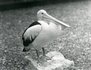 Een Australische Pelikaan staand op een steen in London Zoo in 1929 (zwart-wit foto) door Frederick William Bond