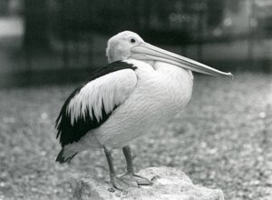 Een Australische Pelikaan staand op een steen in London Zoo in 1929 (zwart-wit foto) door Frederick William Bond