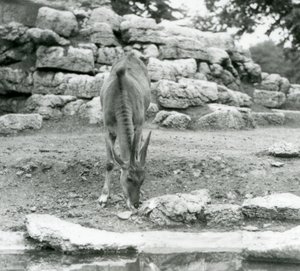 Een eland grazend in het antilopeverblijf in London Zoo in 1929 door Frederick William Bond