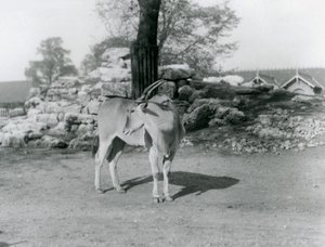Een eland in zijn verblijf in London Zoo in 1929