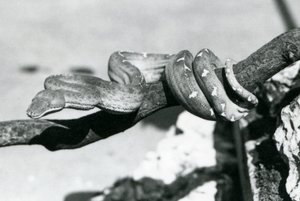 Een smaragdboa met zijn lichaam opgerold langs een tak, London Zoo, oktober 1928 door Frederick William Bond