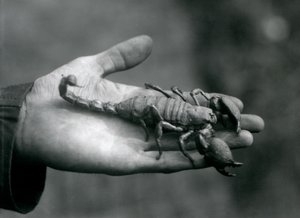 Een Keizerschorpioen in de handpalm van een verzorger, London Zoo, oktober 1925