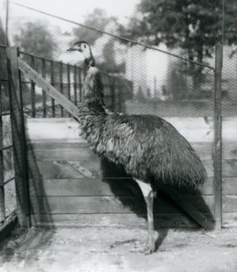Een Emoe in de Londense Zoo in september 1927