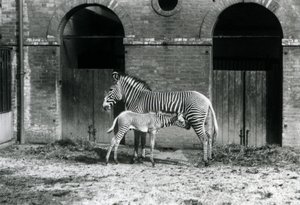 Een Bedreigde Grevy
