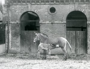 Een Bedreigde GrevysKeizerlijke Zebra die haar veulen voedt, in hun paddock in London Zoo in 1927