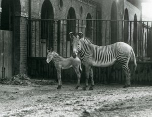 Een Bedreigde Grevy
